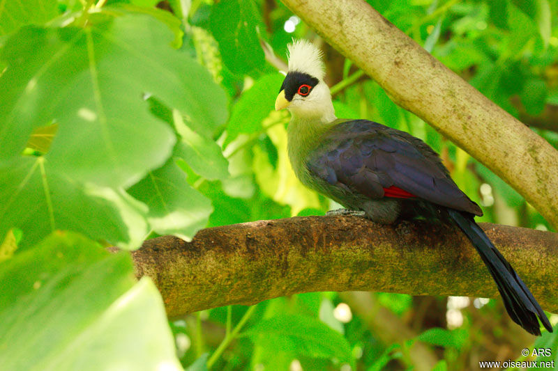 White-crested Turaco, identification