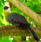 White-crested Turaco