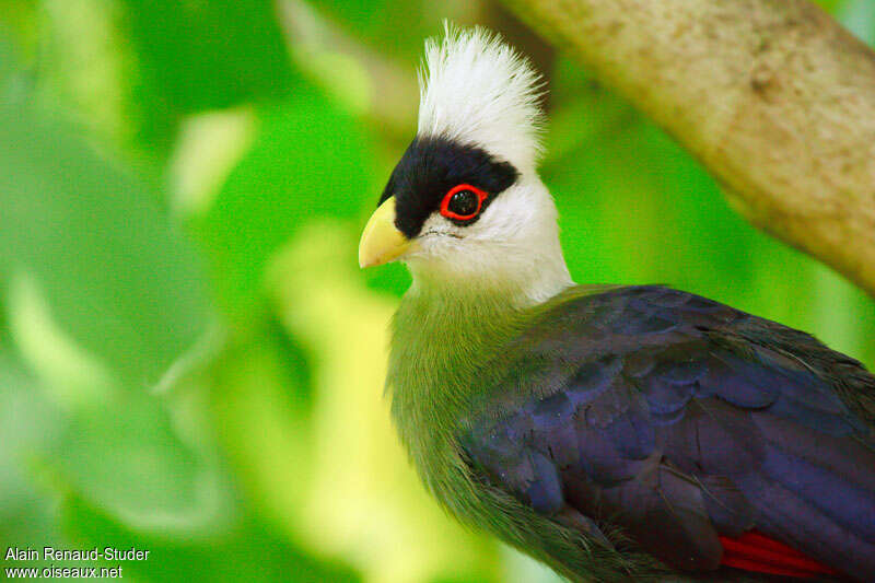 Touraco à huppe blancheadulte, portrait