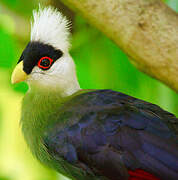 White-crested Turaco