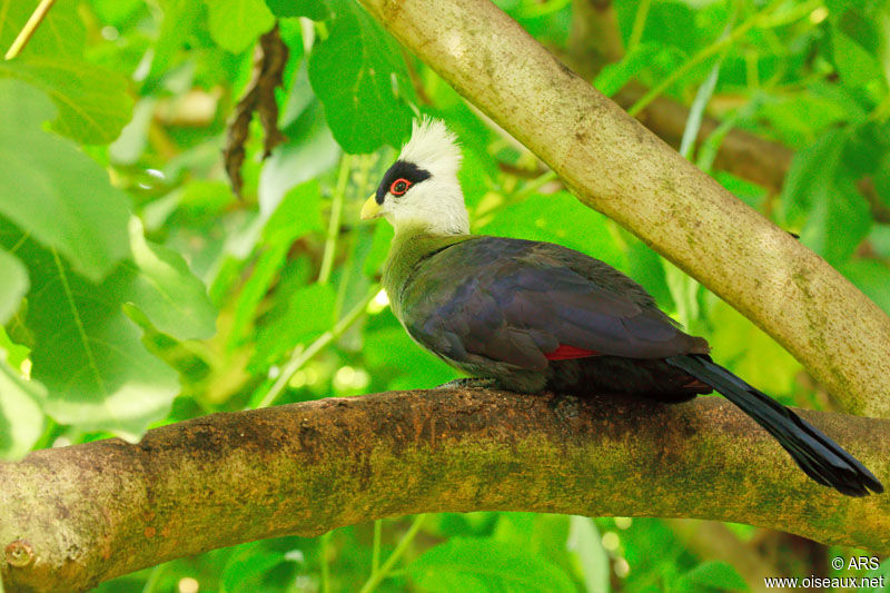 Touraco à huppe blanche, identification