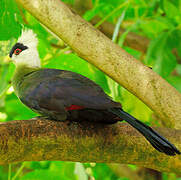 White-crested Turaco