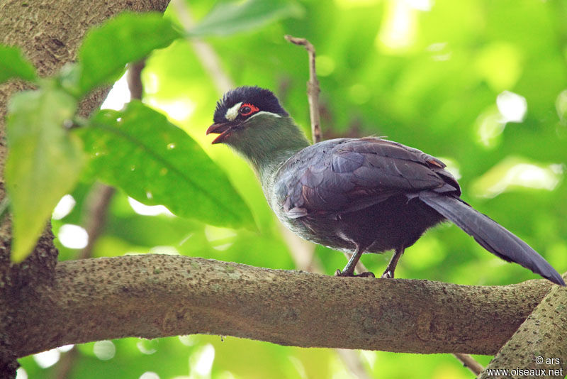 Touraco de Hartlaub, identification