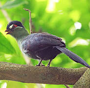 Hartlaub's Turaco