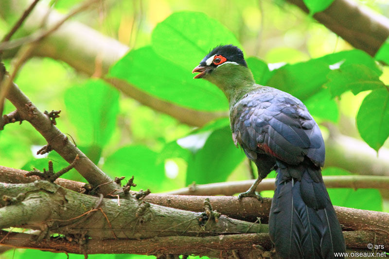 Hartlaub's Turaco, identification