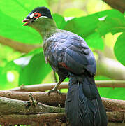 Hartlaub's Turaco