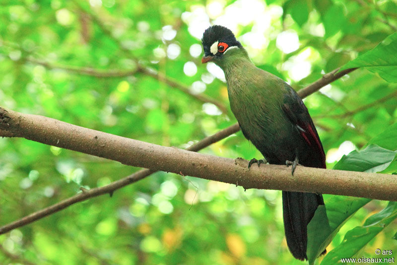 Hartlaub's Turaco, identification