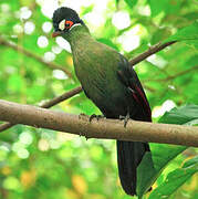 Hartlaub's Turaco