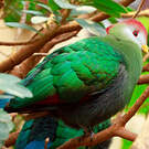 Touraco pauline