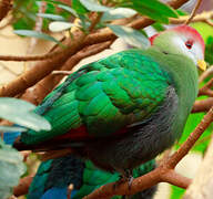 Red-crested Turaco