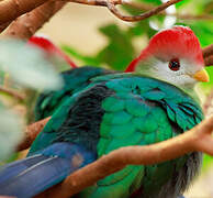 Red-crested Turaco