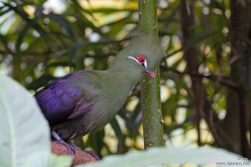 Touraco vert, identification