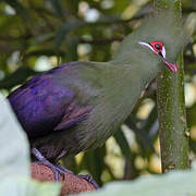 Guinea Turaco