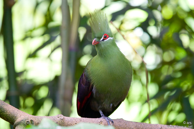 Touraco vert, identification