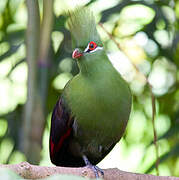 Touraco vert