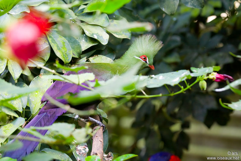 Guinea Turaco, identification