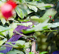 Guinea Turaco