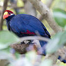 Touraco violet