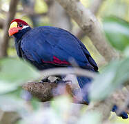 Violet Turaco