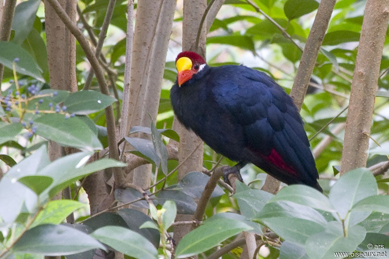 Touraco violet, identification