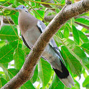 White-winged Dove