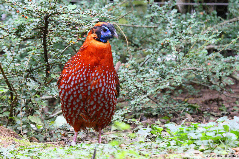 Tragopan de Temminck mâle, identification