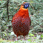 Tragopan de Temminck