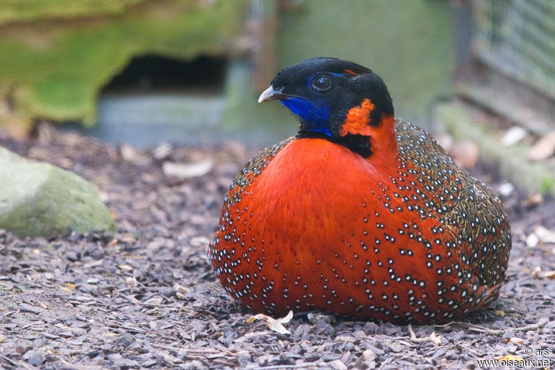 Satyr Tragopan, identification