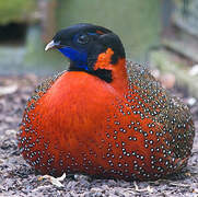 Satyr Tragopan