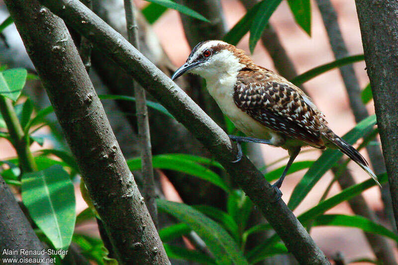 Rufous-naped Wren, identification