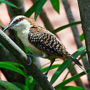 Rufous-naped Wren