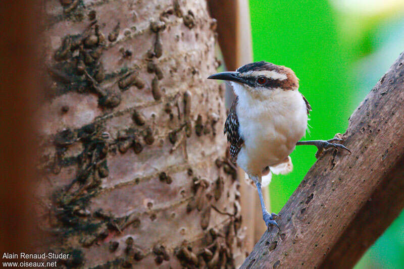 Rufous-naped Wren, identification