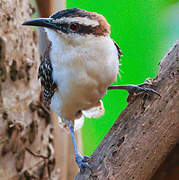 Rufous-naped Wren