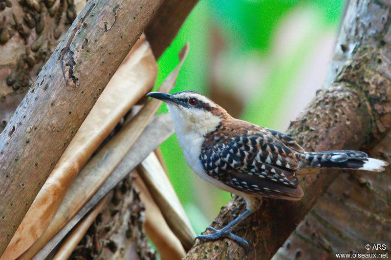 Veracruz Wren, identification