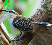 Rufous-naped Wren