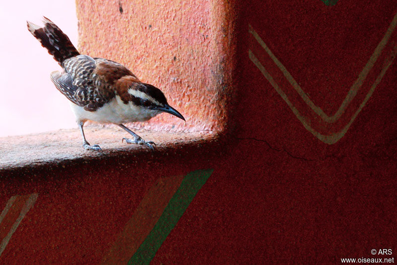 Rufous-naped Wren, identification