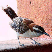 Rufous-naped Wren