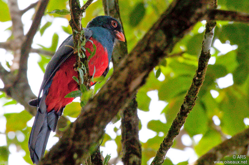 Trogon de Masséna, identification