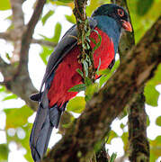 Slaty-tailed Trogon