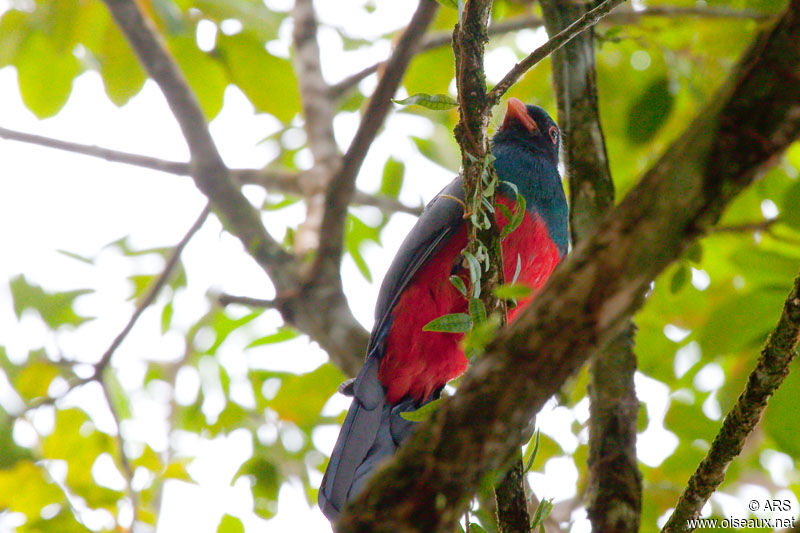 Trogon de Masséna, identification