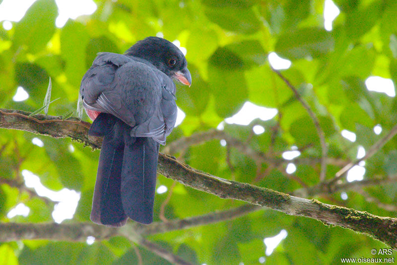 Trogon de Masséna, identification