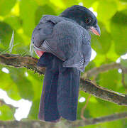 Slaty-tailed Trogon