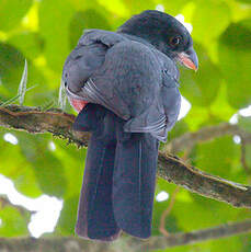 Trogon de Masséna