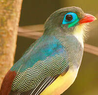 Trogon de Reinwardt