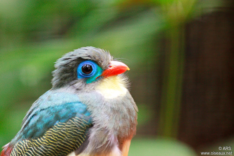 Sumatran Trogon, identification