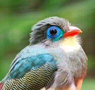 Trogon de Sumatra