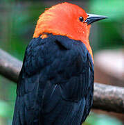 Scarlet-headed Blackbird