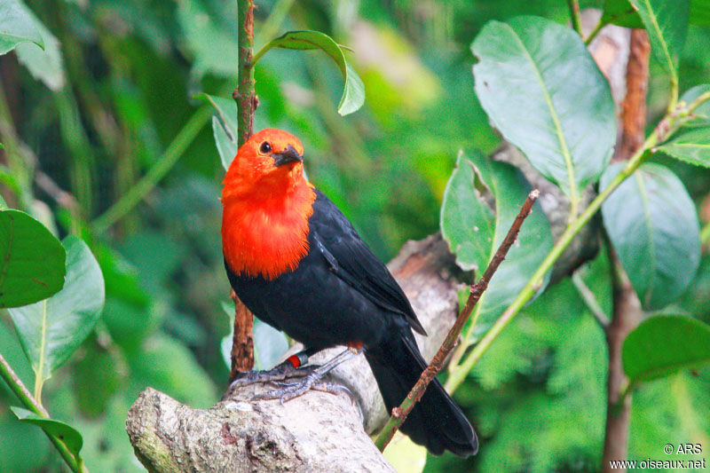 Troupiale à tête rouge, identification