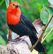 Scarlet-headed Blackbird