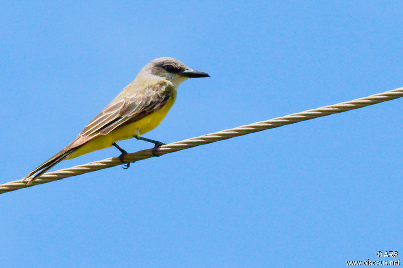 Tropical Kingbird, identification